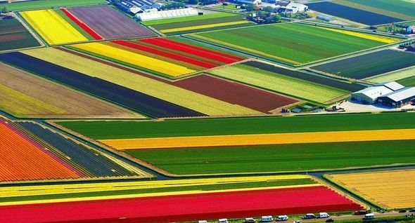 Zanbaq tarlaları, Niderland