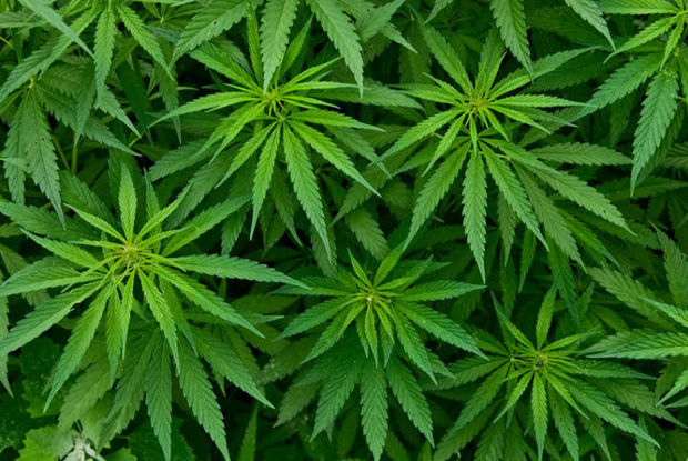 уругвай разрешили марихуану