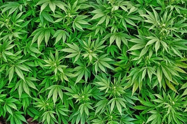 выращивание марихуану в