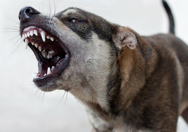 В Кюрдамире бродячие собаки напали на местного жителя и оторвали ему ухо