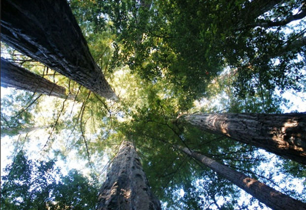 Dünyanın ən hündür ağacları olan meşəsi tapıldı – FOTO