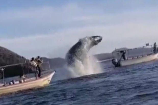 Meksikada balina qayığa çırpıldı: İki yaralı var – FOTO/VİDEO