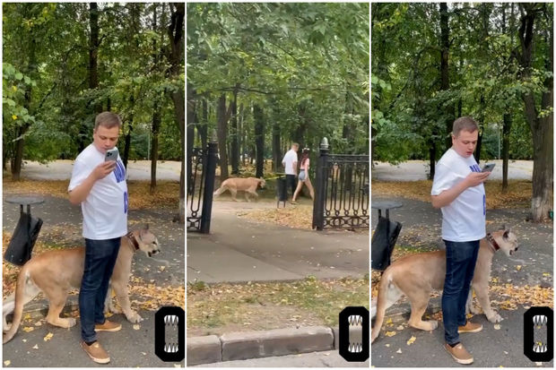 Moskva sakini şəhər parkında vəhşi yırtıcını gəzdirərkən görüntüləndi