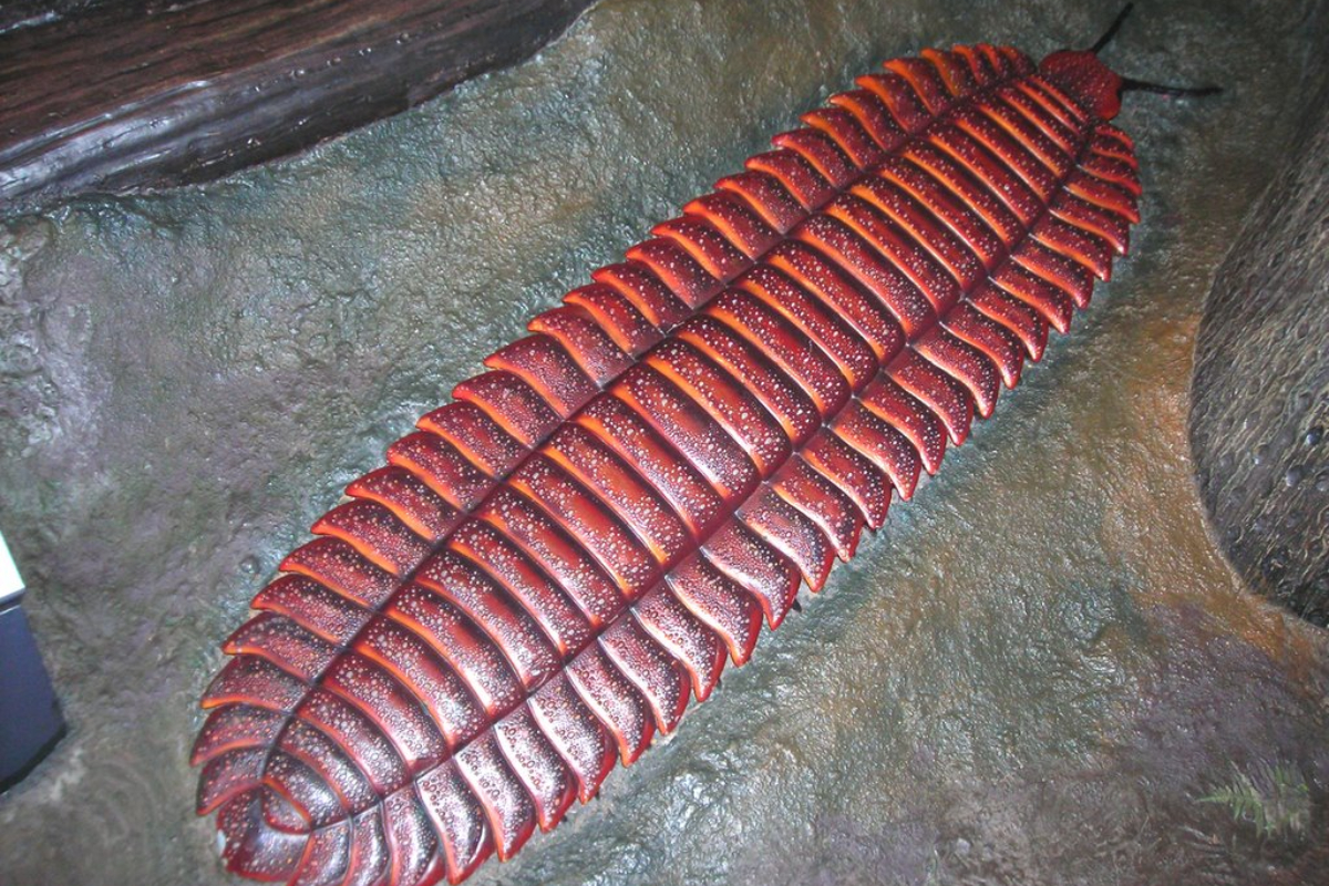Артроплевра - древняя трехметровая многоножка весом более 50 кг - ФОТО