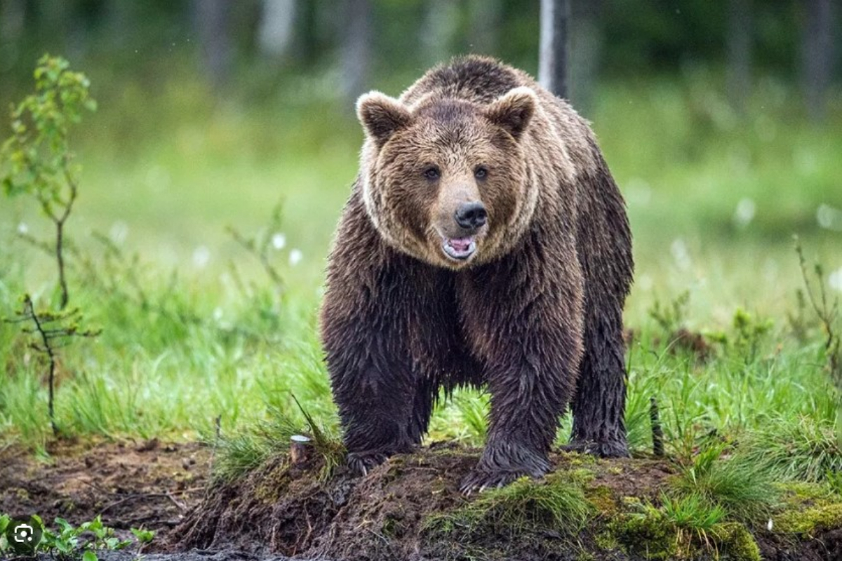 В Канаде медведь растерзал туристов в национальном парке